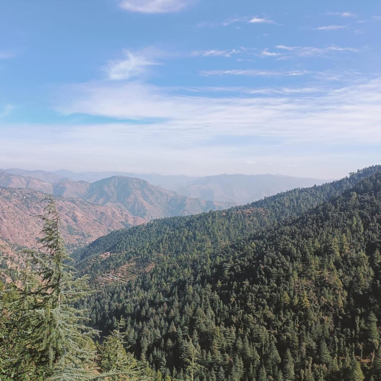 Peace Holiday Homestay Chail ภายนอก รูปภาพ